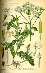 achillea-millefolium2
