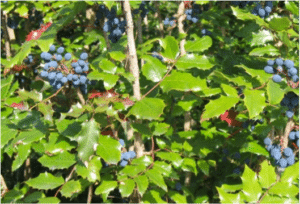 mahonia-berberis-aquifolium