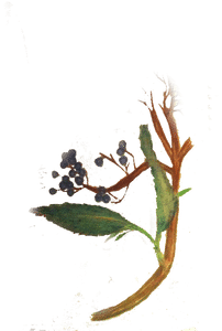 sambucus-caerulea2