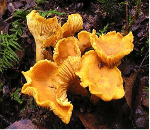 chanterelle-mushroom